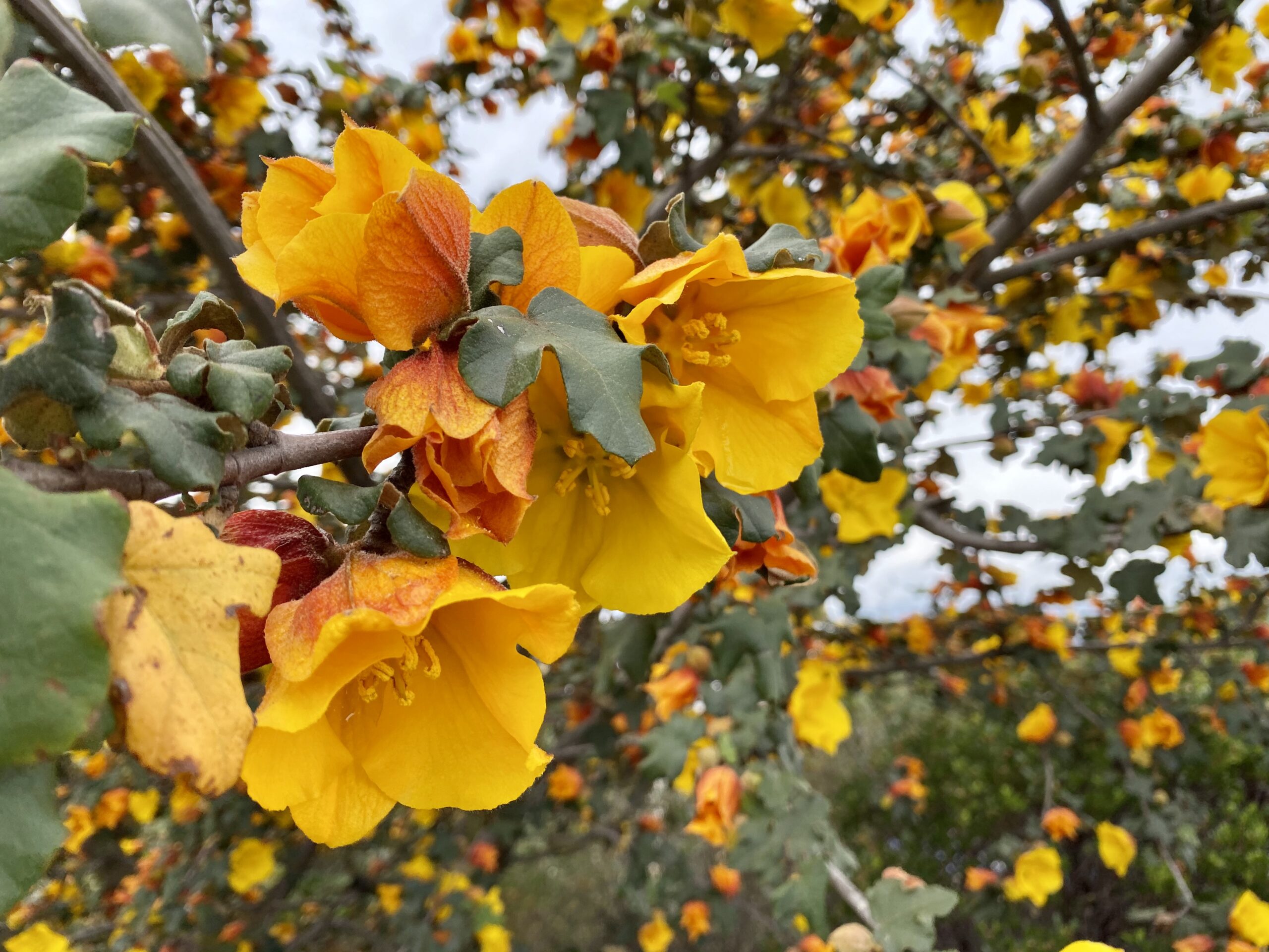 Yellow flowers on a tree